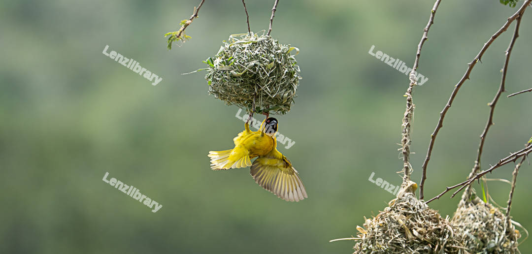 Southern Masked Weaver